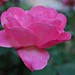 Rosella Rose Photo 18