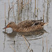 Robert Mallard Photo 16