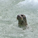 Tracey Seal Photo 13