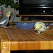 Cindy Vogel Photo 12