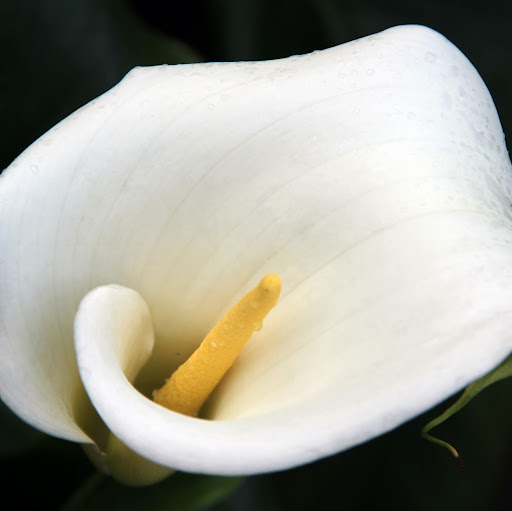 Carolyn Clark Photo 37