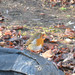 Robin Roach Photo 10