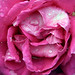 Steven Wilt Photo 15