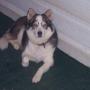 Janet Blair Photo 5