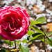 Rose Mcnulty Photo 26