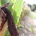 Charles Corn Photo 6