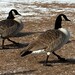 Kathleen Pennington Photo 17