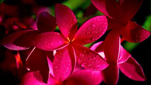 Syeda Chowdhury Photo 5