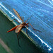 Jerry Schneider Photo 35