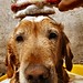 William Perro Photo 6