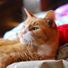 Michelle Lemmon Photo 4