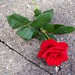 Nathan Rose Photo 16