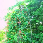 Michael Anzalone Photo 1