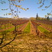 Lori Samuels Photo 16