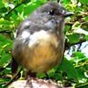 David Hardy Photo 45