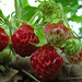 Ruby Berry Photo 24