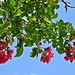 Rose Lui Photo 17
