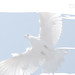 Christian Bird Photo 16