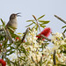 T Birdsong Photo 1