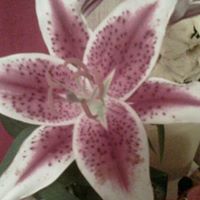 Debbie Wanner Photo 2