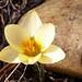 Nancy Kent Photo 15