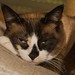 Lisa Stanley Photo 49