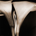 Mary Goodrich Photo 15