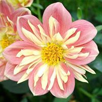 Ann Do Photo 47