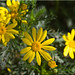 Marguerite Gray Photo 13