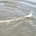 Eric Garman Photo 10