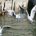 Constance Head Photo 24