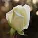 Bud Palmer Photo 29