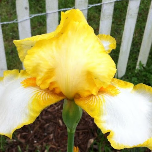Brenda Kimbrough Photo 19