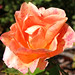 Rose Herbst Photo 7