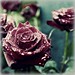 David Black Photo 31