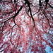 L Bloom Photo 6