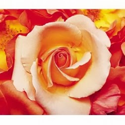 Rose Boyd Photo 20