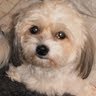 Linda Shannon Photo 17