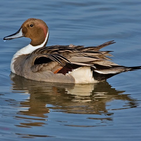 David Thibeault Photo 33