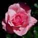 Queen Rose Photo 24