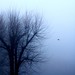 Laurence Whelan Photo 4