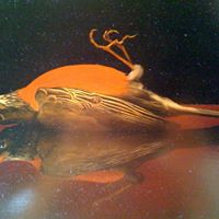 Robin Bain Photo 33