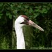Bob Stork Photo 11