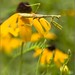 Susan Lumpkin Photo 25