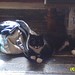 Alison Laurence Photo 13