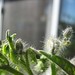 Ruby Green Photo 16
