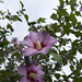 Sharon Donaldson Photo 11