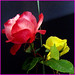 Rose Vang Photo 17