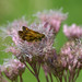 Joe Peck Photo 17