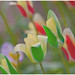 Cynthia Flora Photo 14